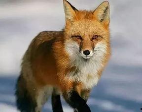 国产精品狐狸大视频