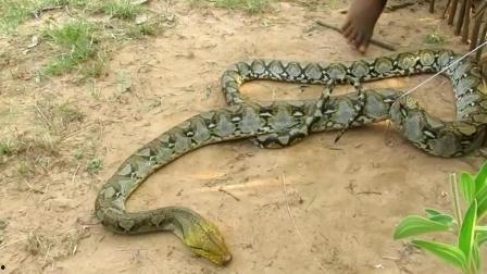 国产大蟒蛇能压弯视频