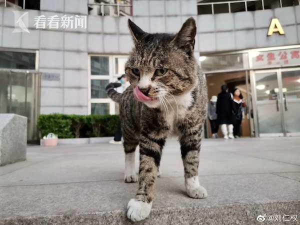 国产猫宠视频
