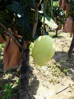 国产果农视频大全,视频大全里的田园生活画卷